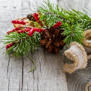 ΚΛΑΔΙΑ - ΚΟΥΚΟΥΝΑΡΙΑ