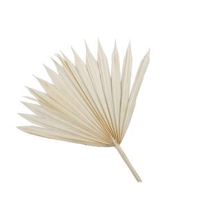 ΚΛΑΔΙΑ ΦΟΙΝΙΚΑ ΑΠΟΞΗΡΑΜΕΝΑ ΣΕΤ/5 BLEACHED (ΛΕΥΚΟ)